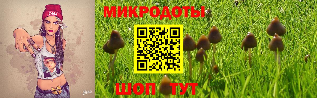 Галлюциногенные грибы Psilocybine cubensis Новочеркасск